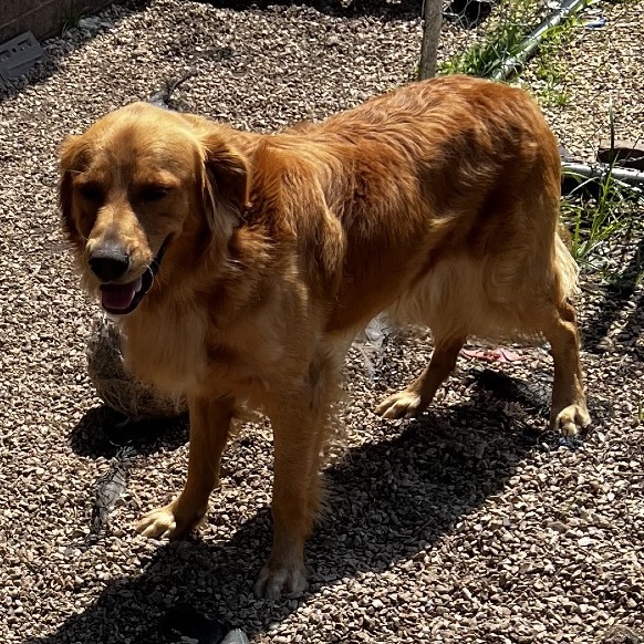 Buddy photo 2