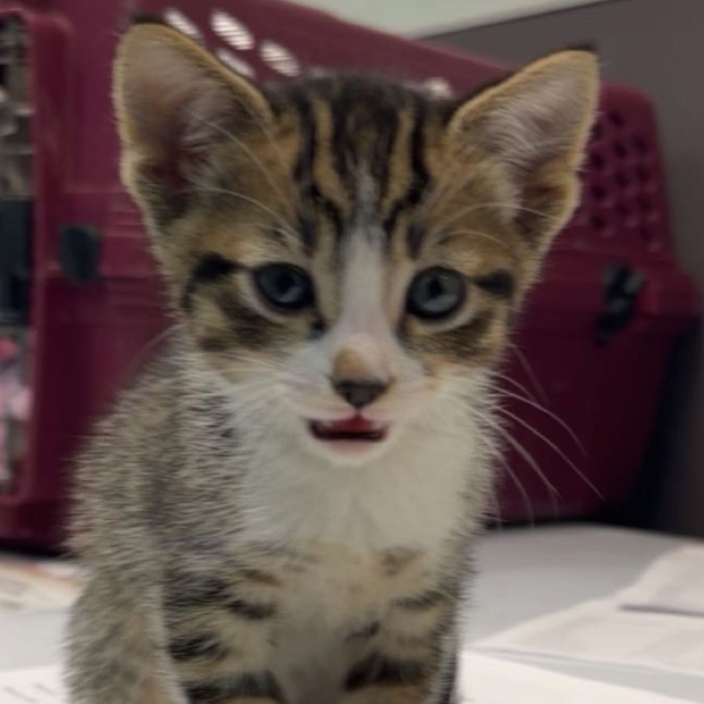 Clover — thumbnail 2