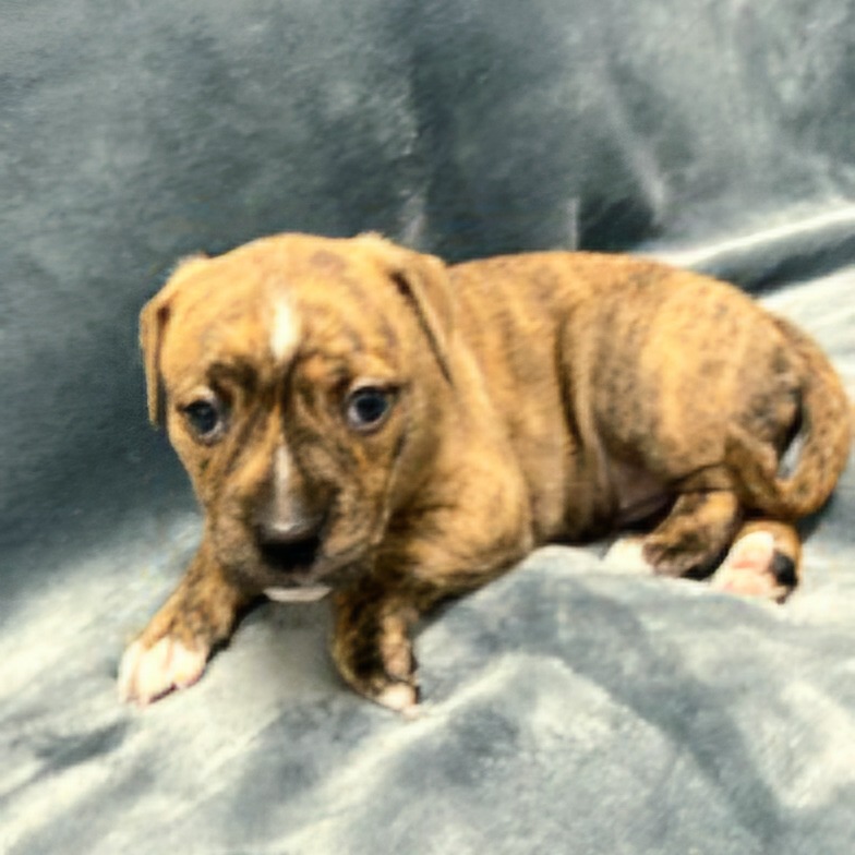 Miami Puppy - Willow, photo 3