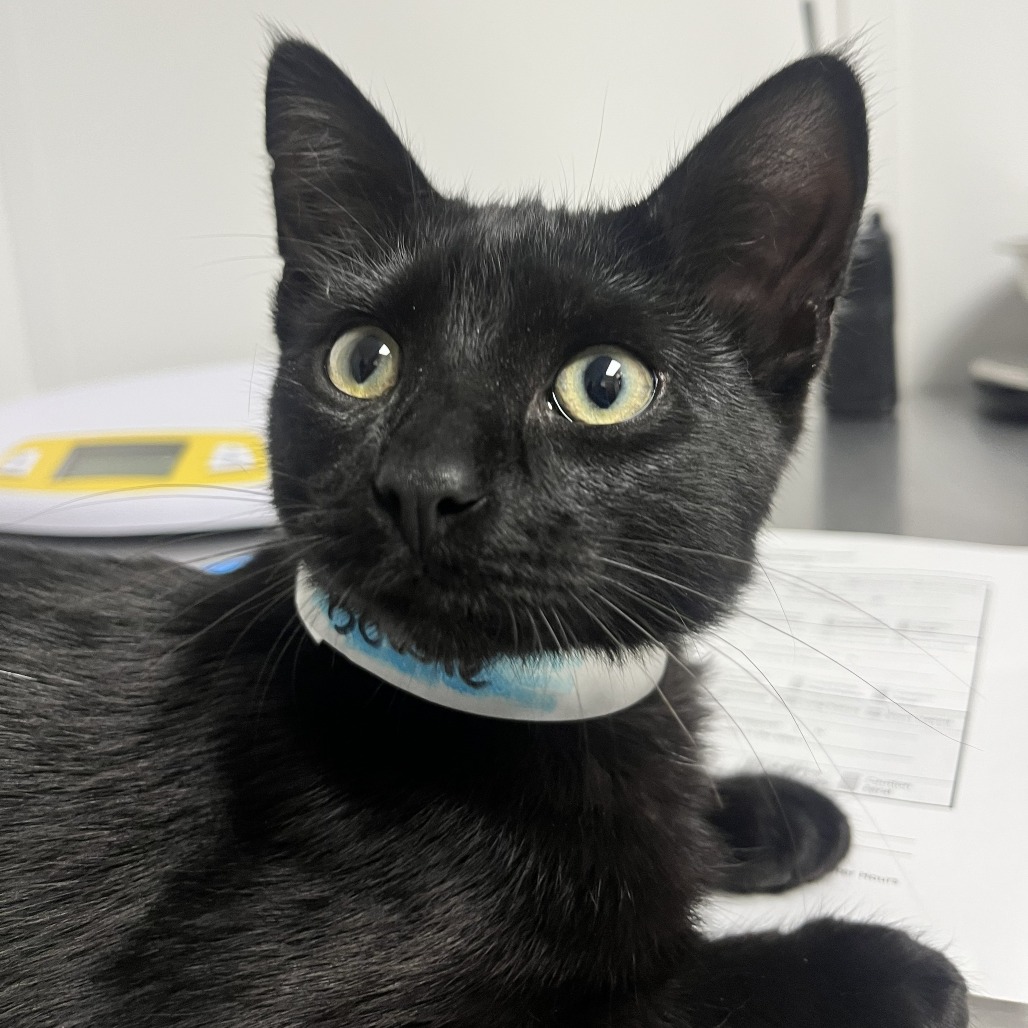 BOWIE - Domestic Shorthair / Mix available for adoption