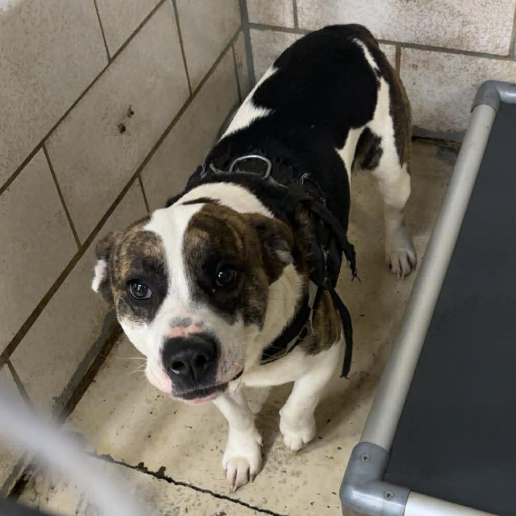 Gizzard — thumbnail 2