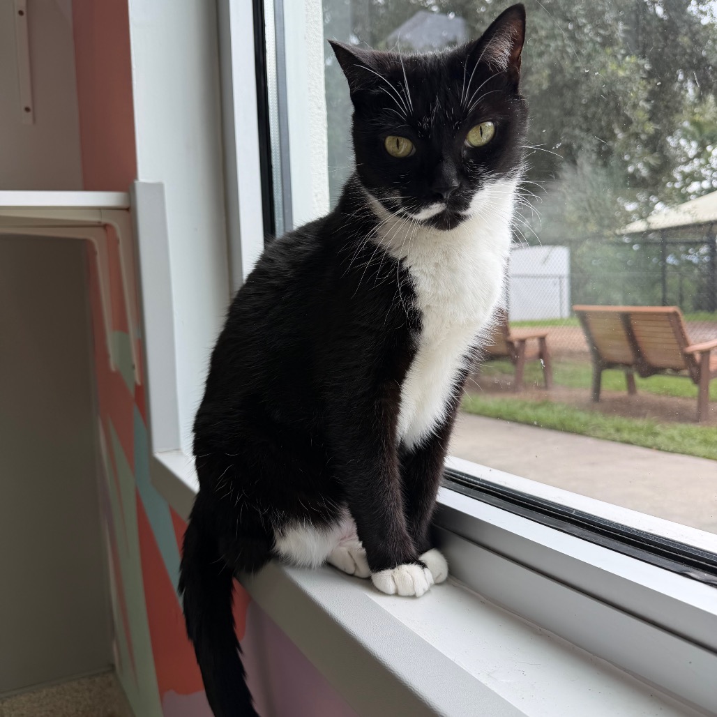 PARIS - Domestic Shorthair available for adoption