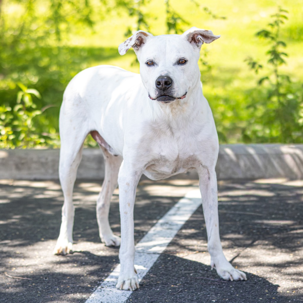 Lucky Lucio, adoptable senior dog