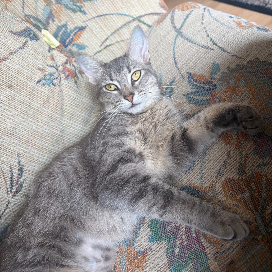 Photo of Parmesan