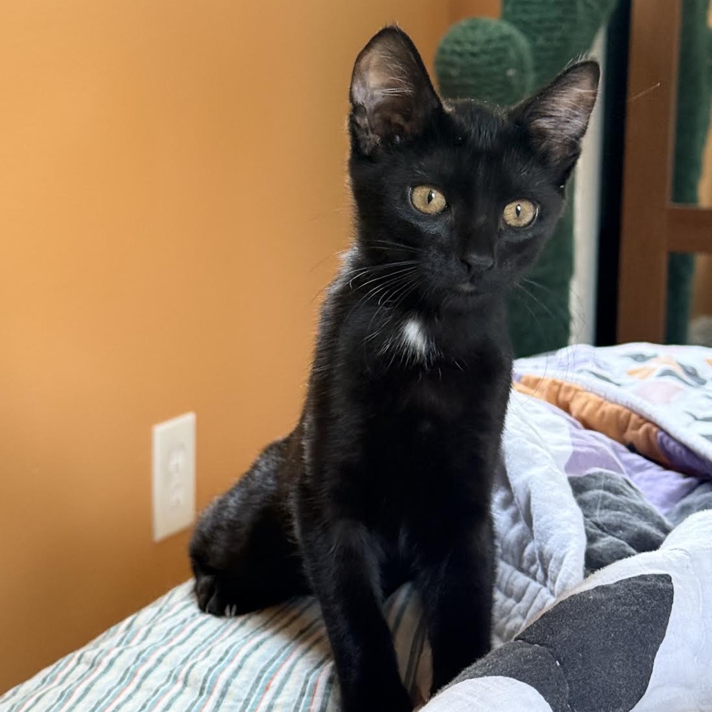 ADA - Domestic Shorthair available for adoption