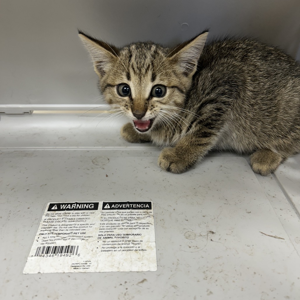 ALBERT - Domestic Shorthair for adoption in Chattanooga