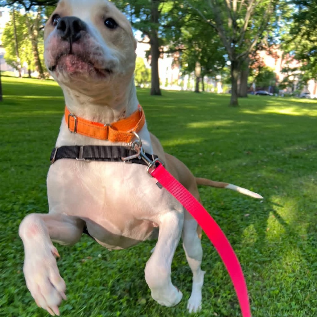 Photo of Caramel 12