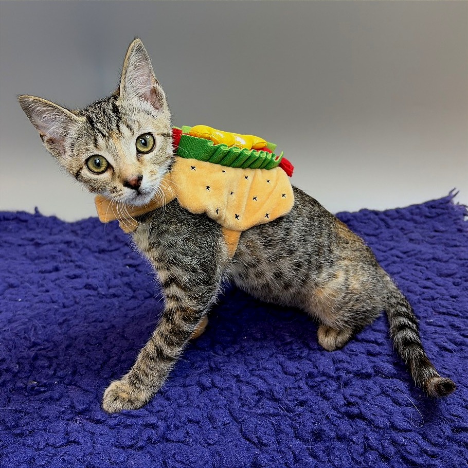 SABBATH - Domestic Shorthair available for adoption