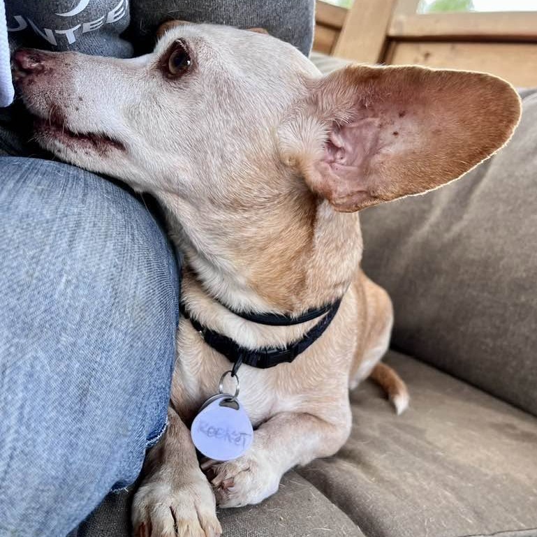 Rocket, photo 5