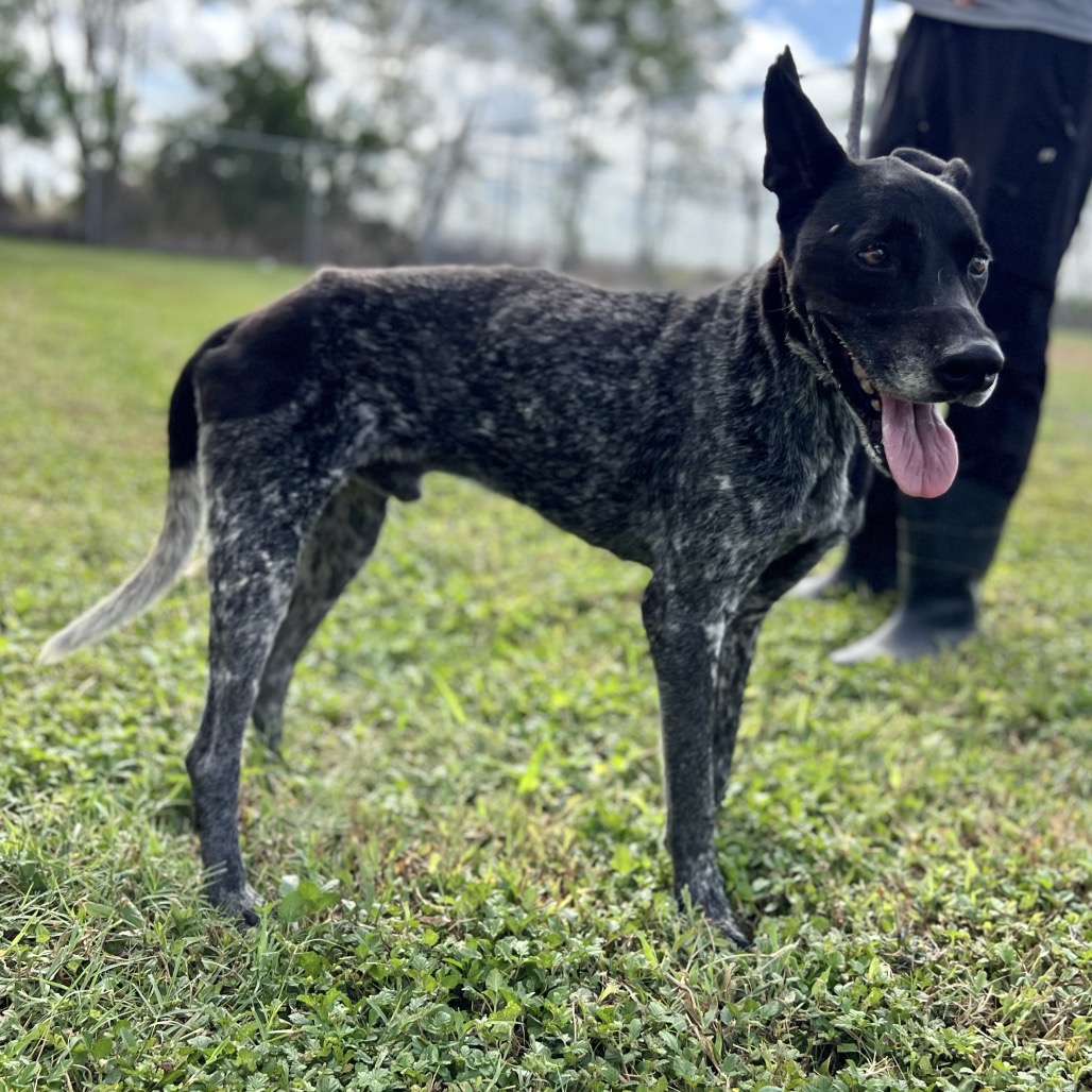 Oreo, photo 8