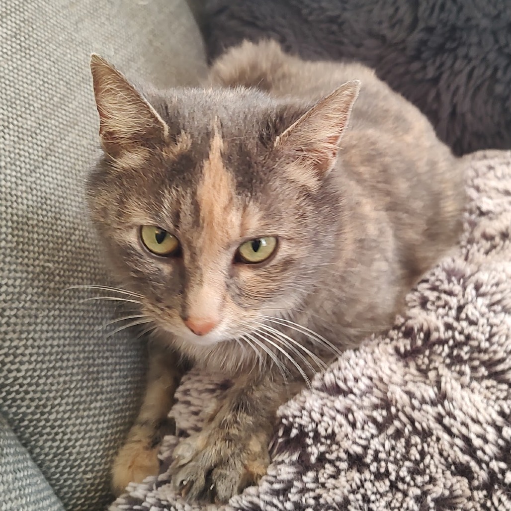 Millie — thumbnail 3