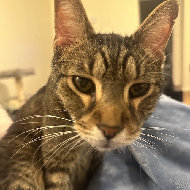 Mosey — thumbnail 9