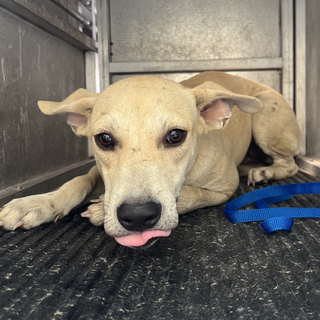 LINETTE - Terrier, Pit Bull / Mix available for adoption