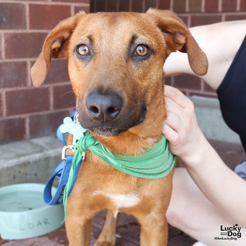 RED - Shepherd, Australian / Mix available for adoption