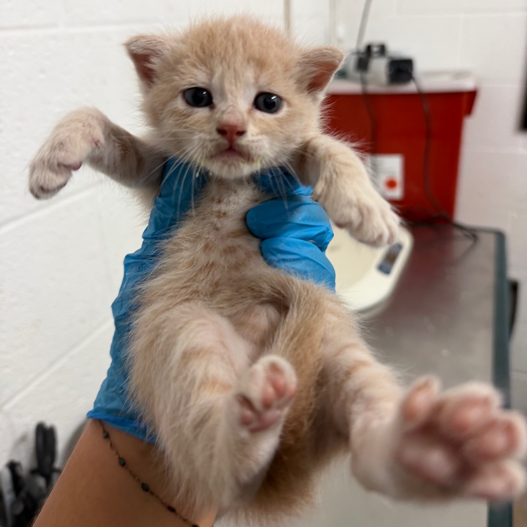YUCCA - Domestic Shorthair available for adoption