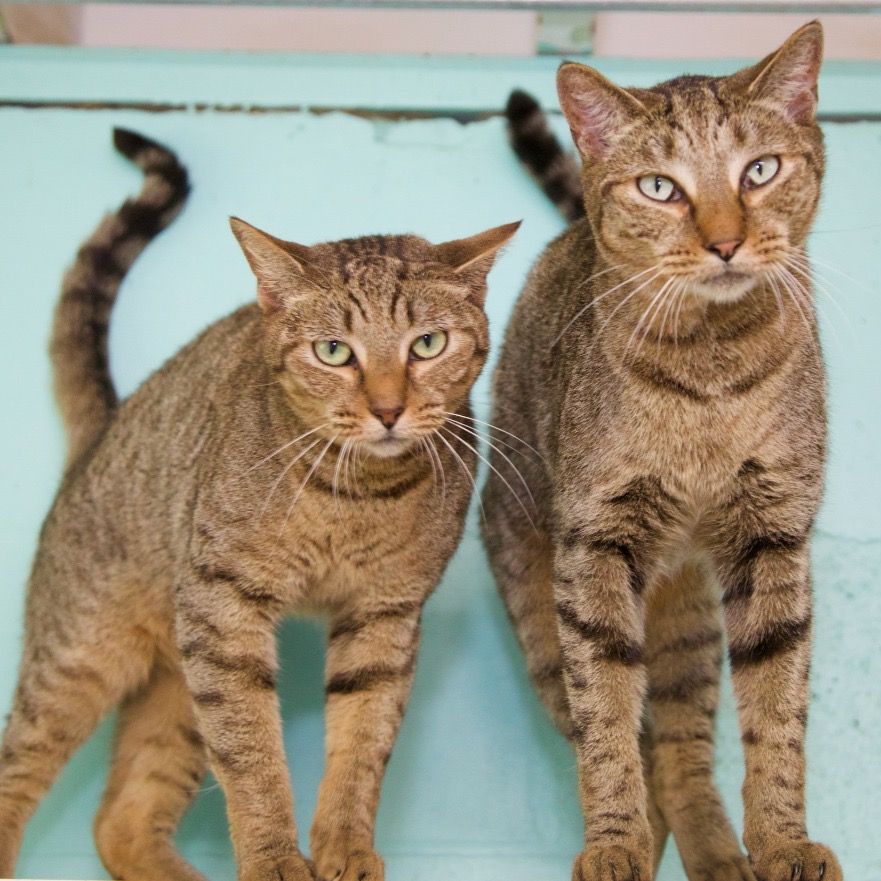 Close-up photo of Roger