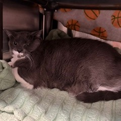 KISMET - Domestic Shorthair available for adoption