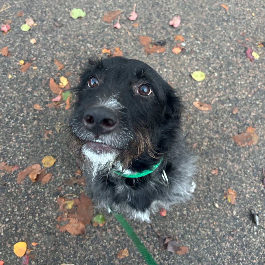 Max Man is available for adoption at ACCT Philly