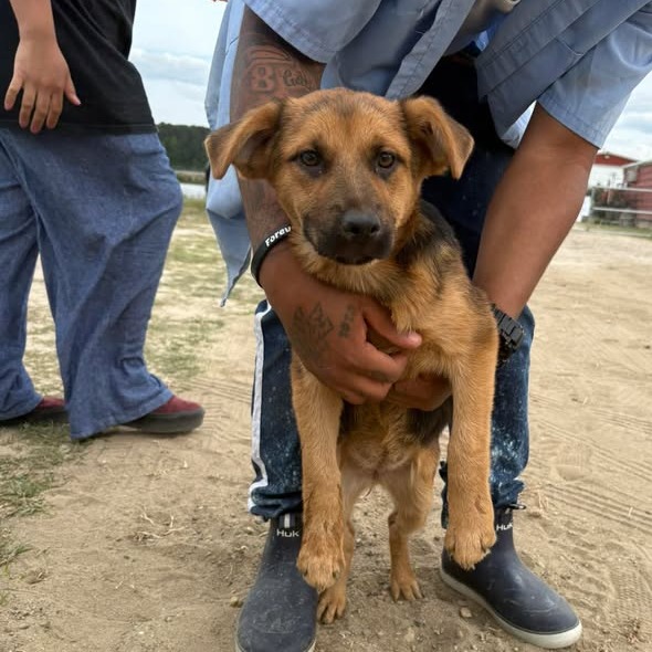 WYNONA - Retriever, Labrador / Mix available for adoption