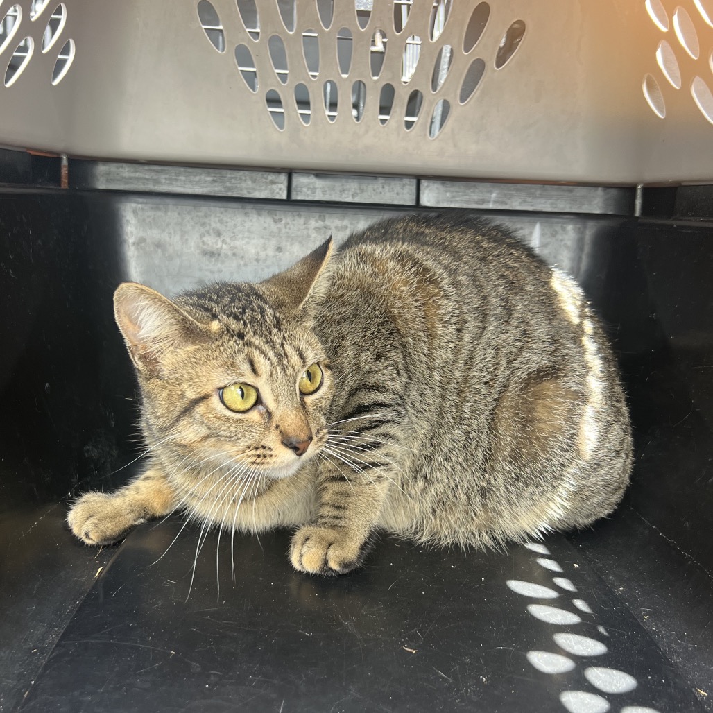 Bandit, an adoptable cat at SPCA-BC