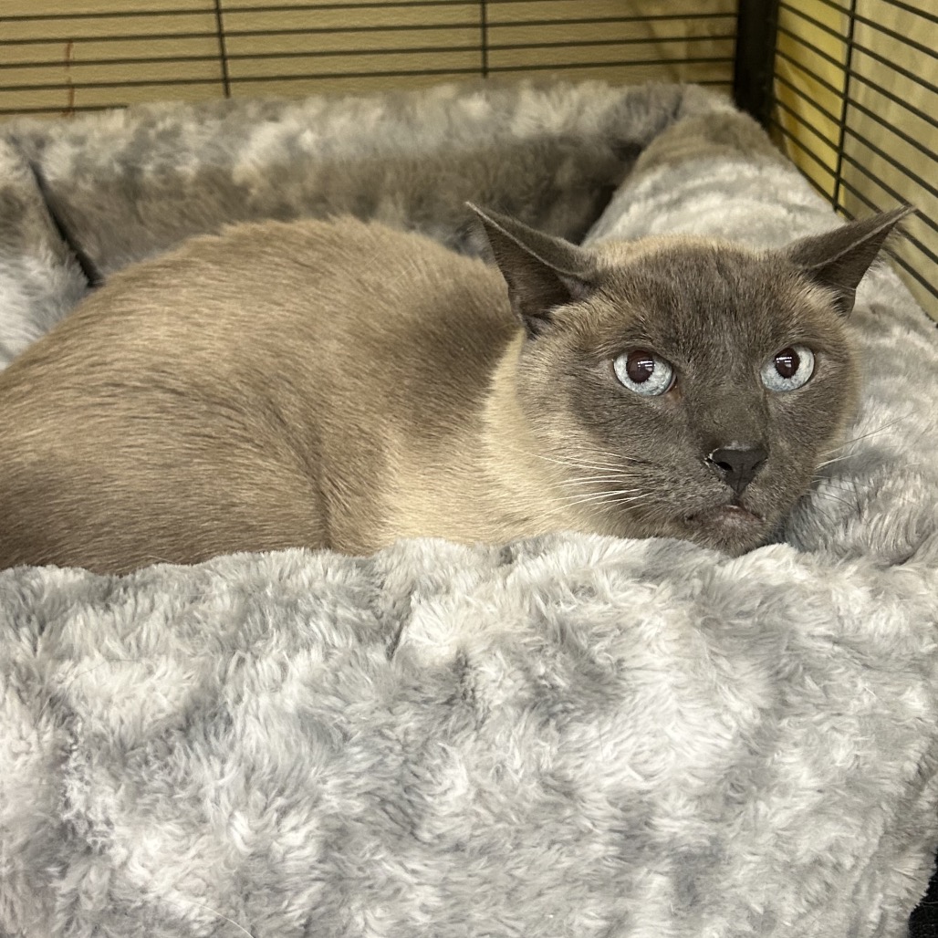 LOKI, photo 3