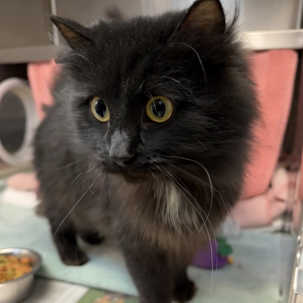 Photo of Looney Tuna 5