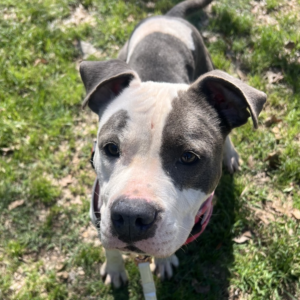 Amelia — thumbnail 10