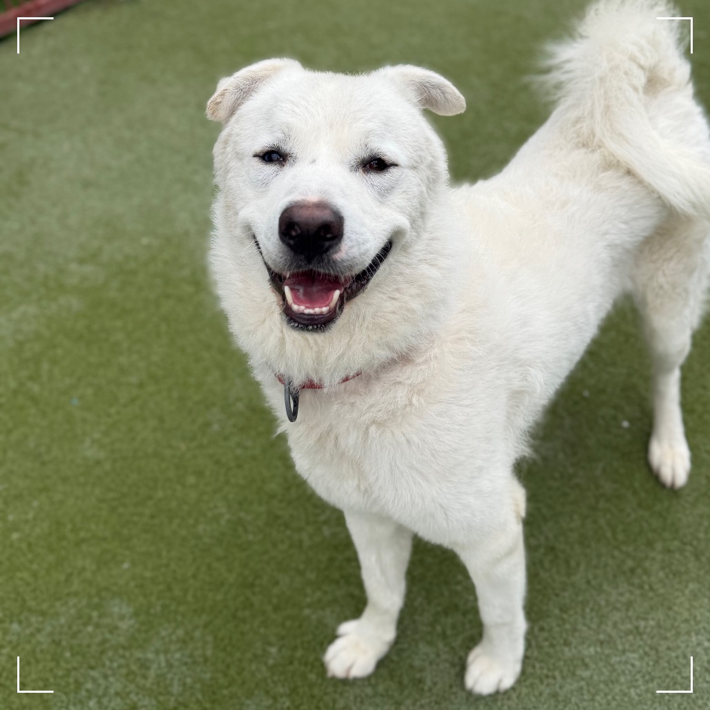 NANOOK, photo 3