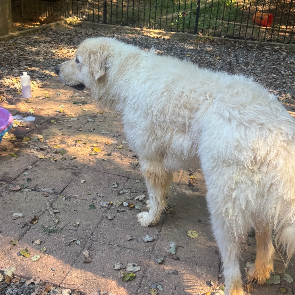Cooper, photo 8