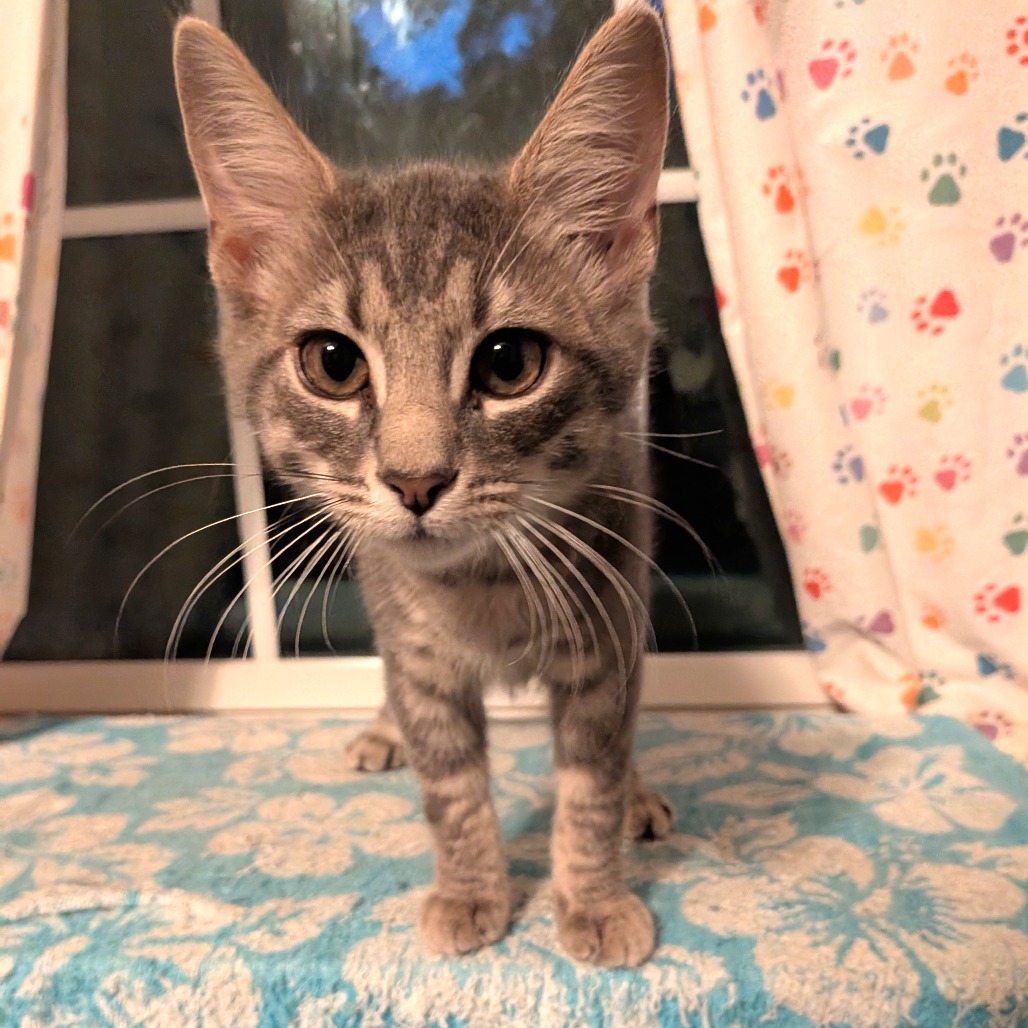 JOEY - Domestic Shorthair available for adoption