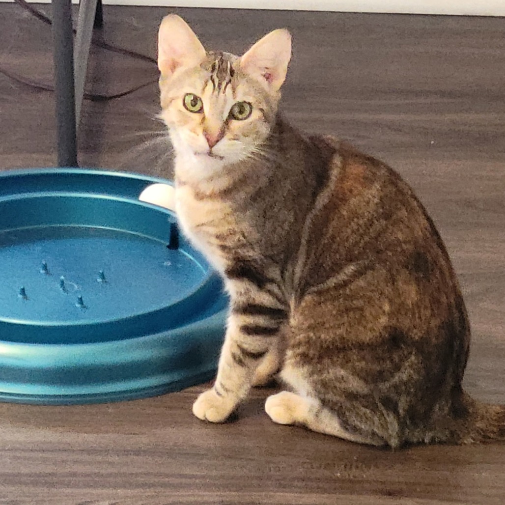 0a337f93fb652ee4738c3a3c4f83eace