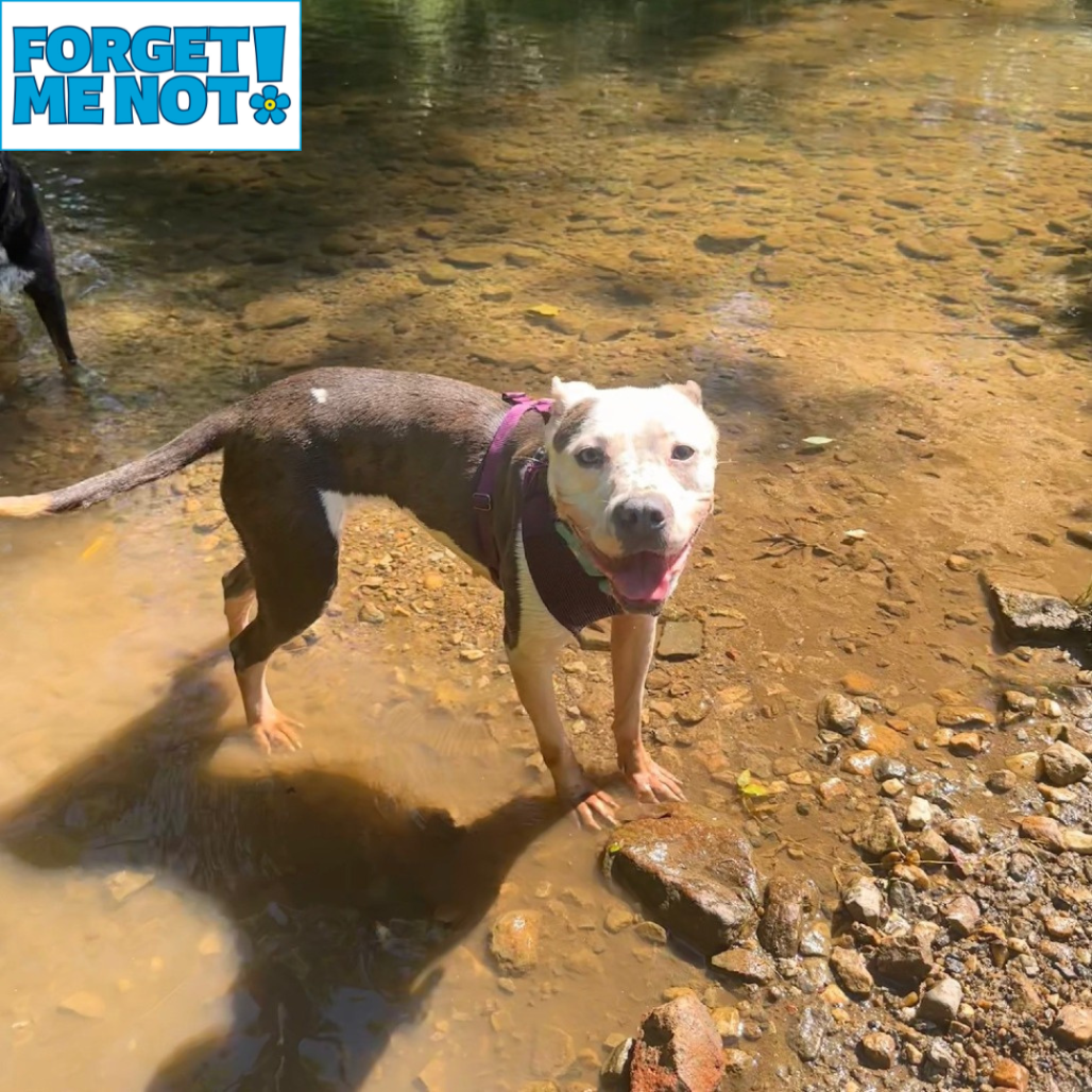 ELLIE - Terrier / American Pit Bull available for adoption
