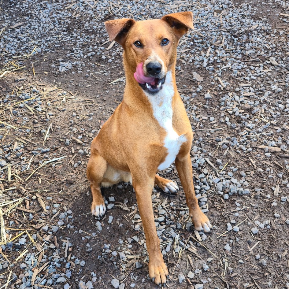 KODA, photo 27