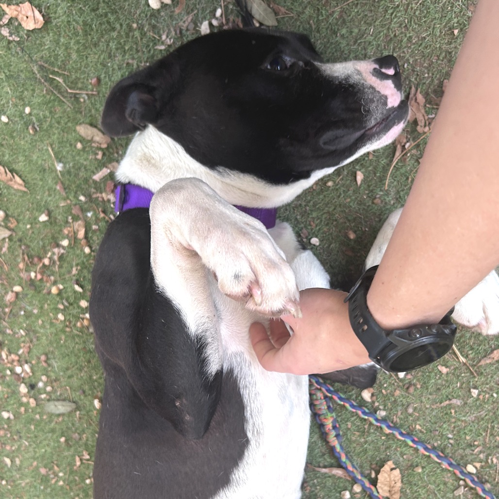 Bettles — thumbnail 9