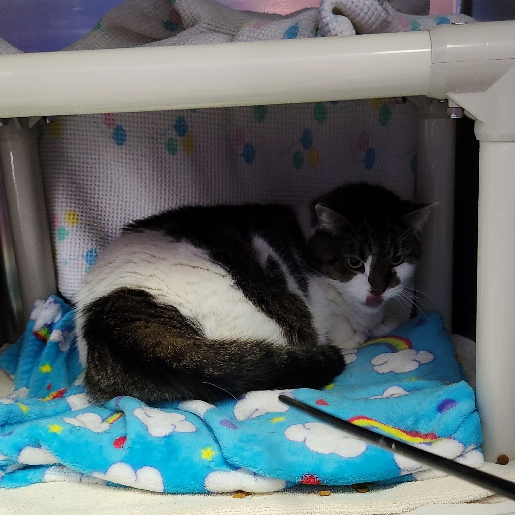 Meepers — thumbnail 2