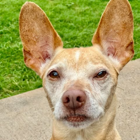 Photo of Trooper