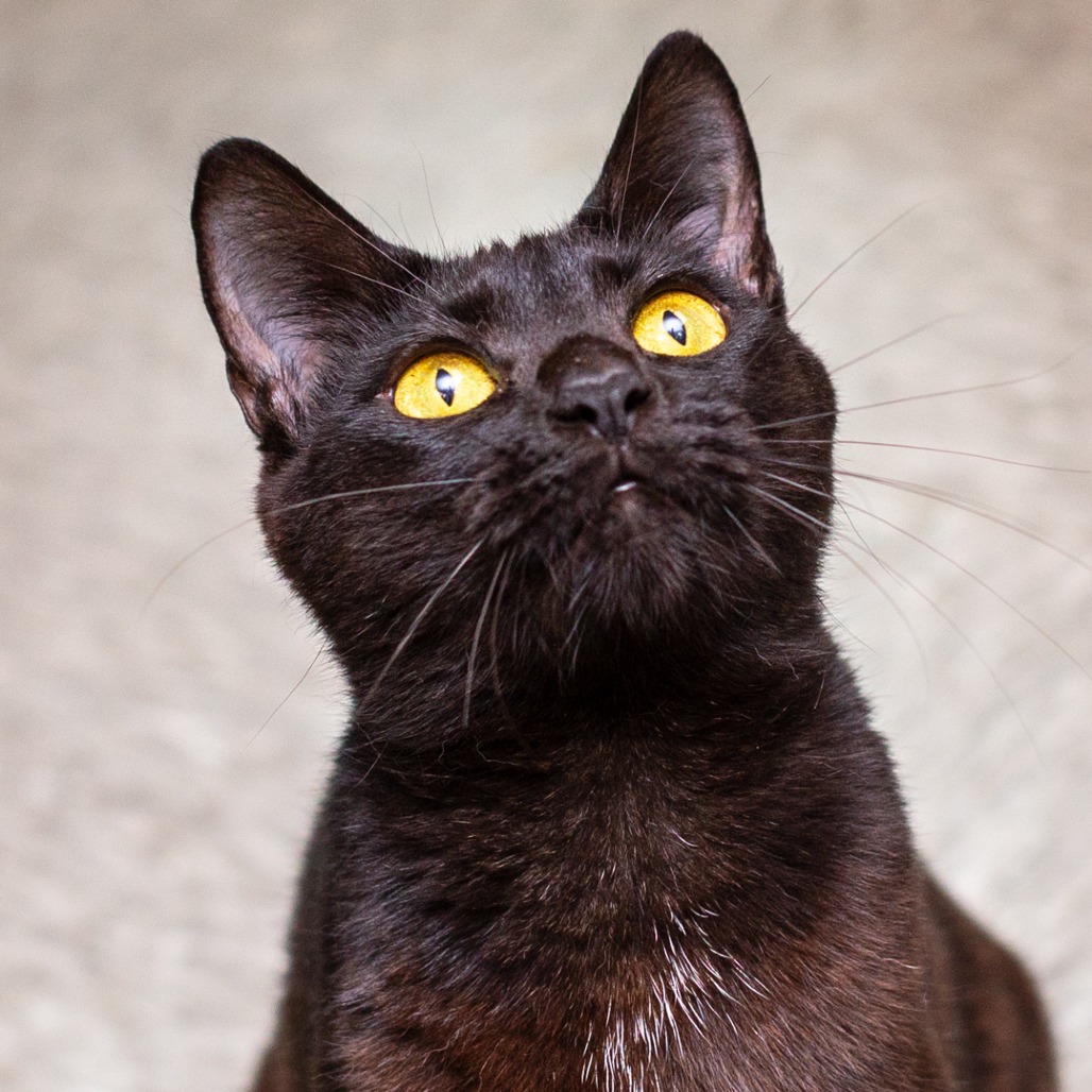 JERSEY - Domestic Shorthair for adoption in Hattiesburg