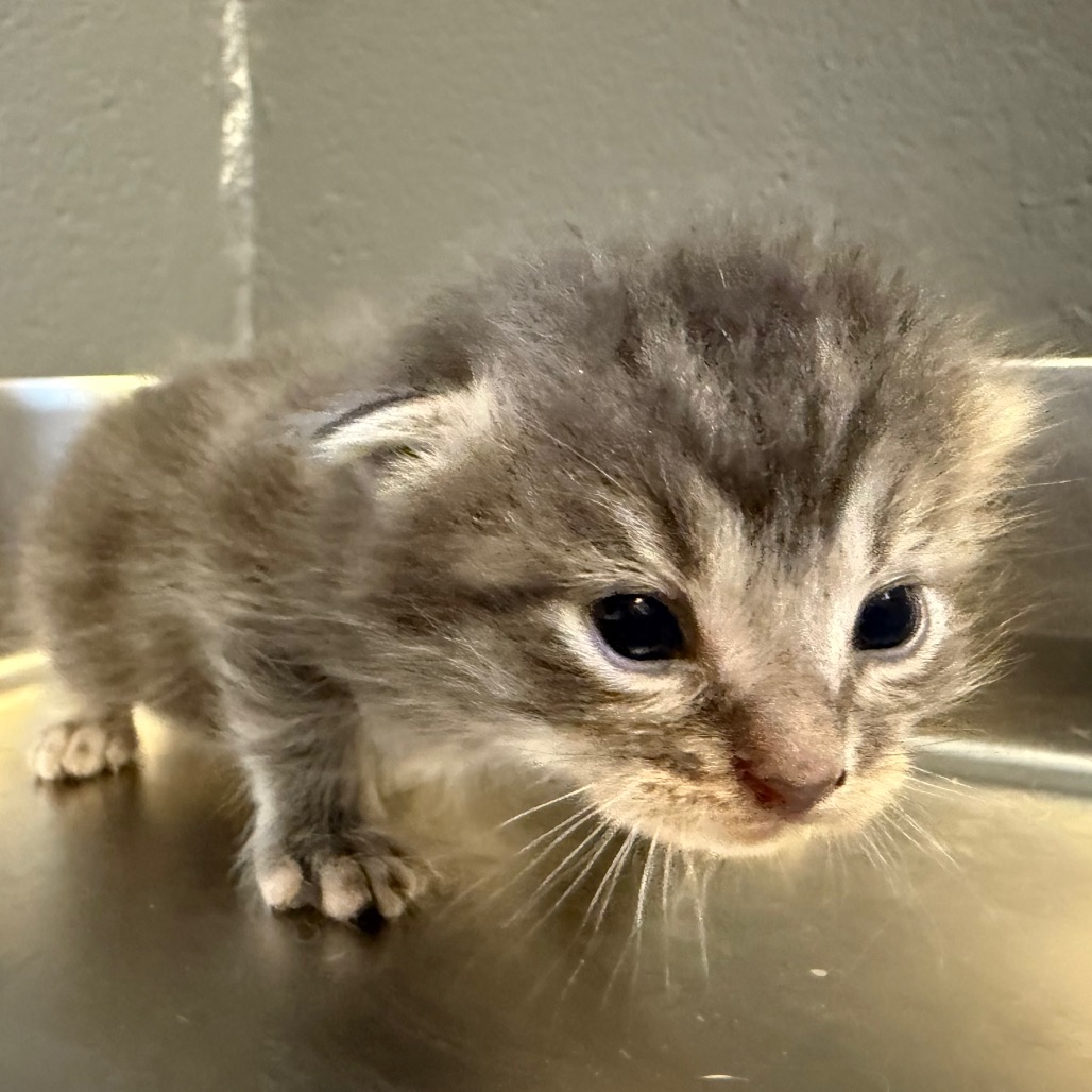 Tusc Stray 84326 2
