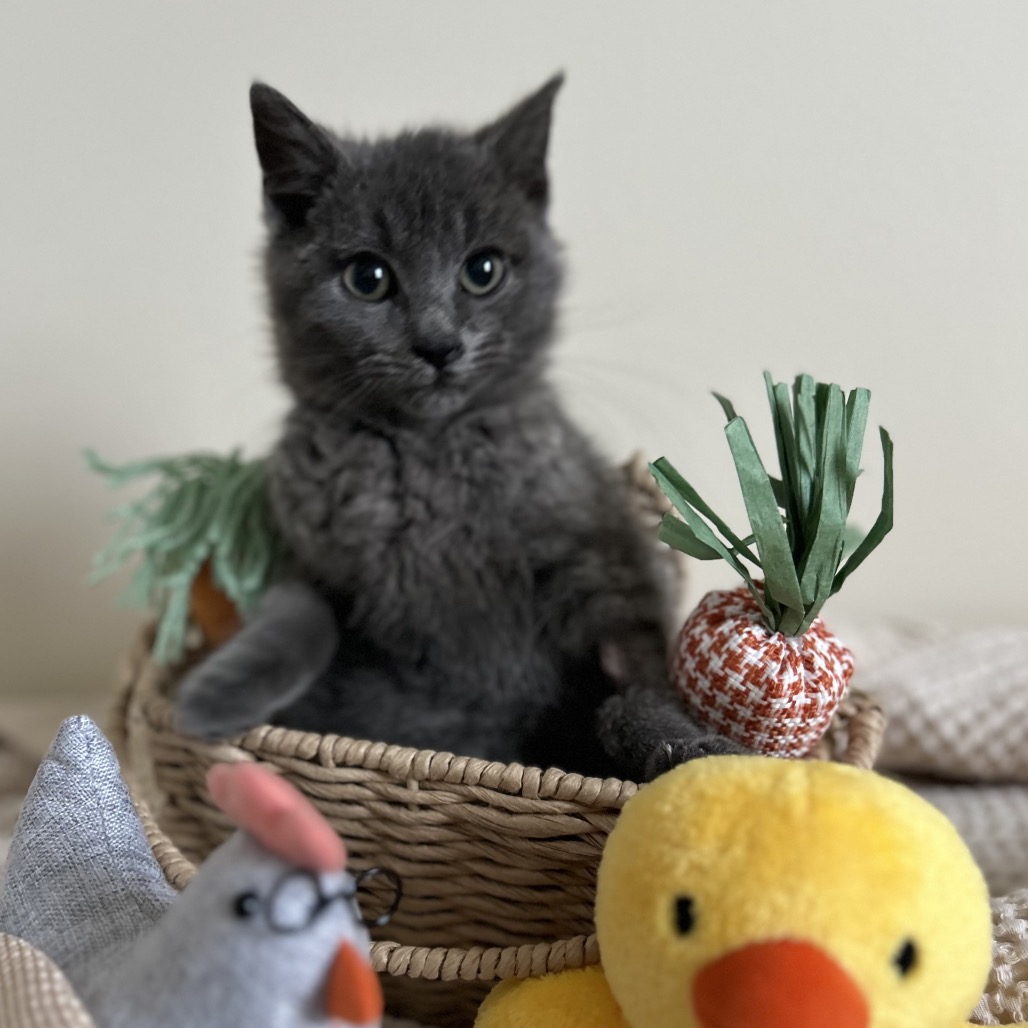 Chicken Little — thumbnail 4