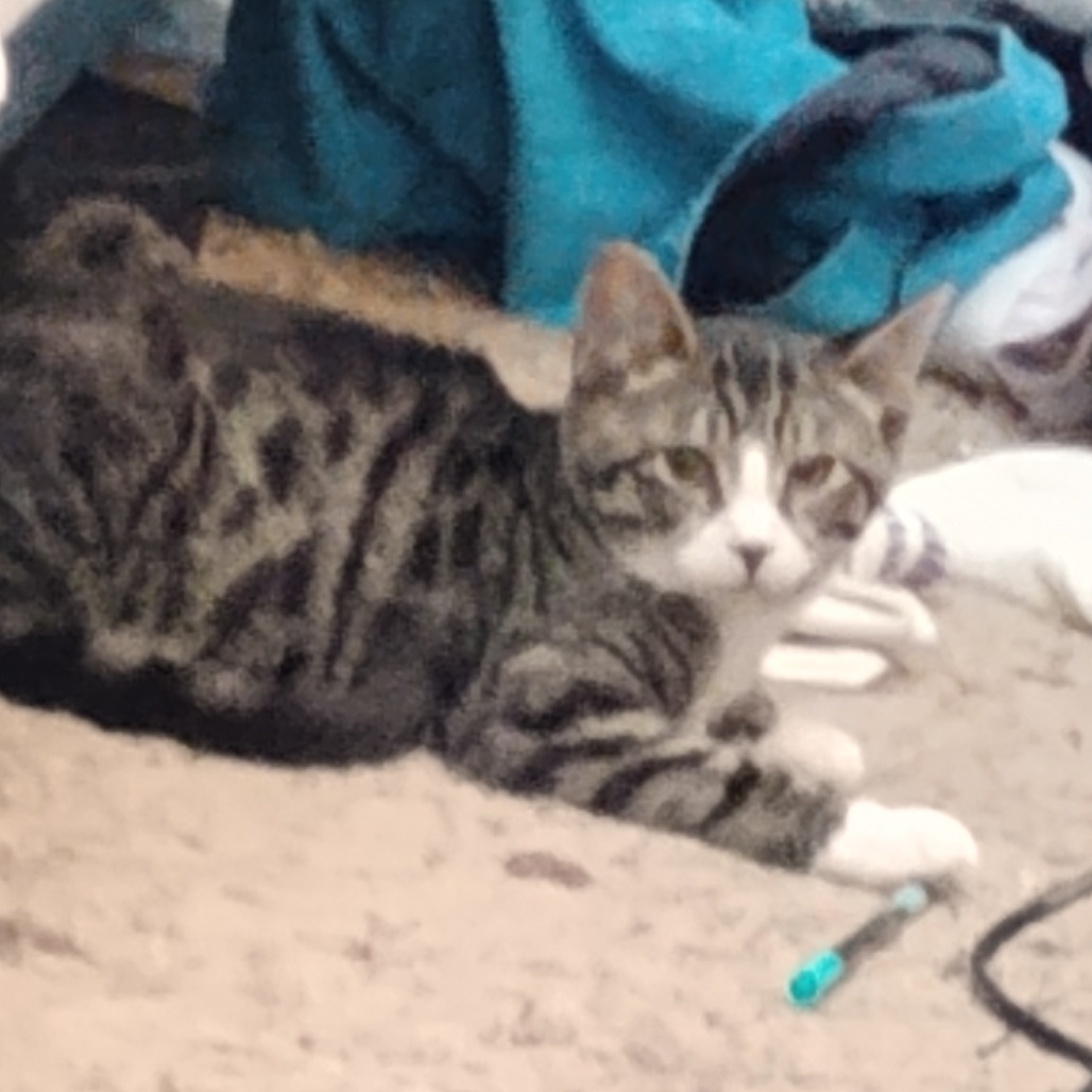 COCKTAIL - Domestic Shorthair available for adoption