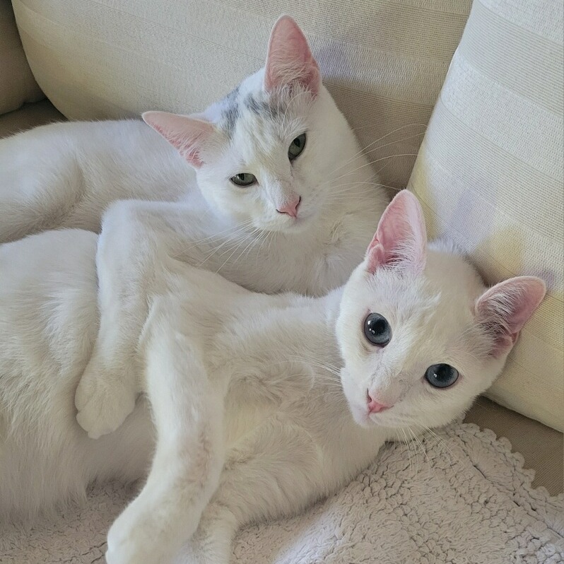 OPALINE bonded to DOVEY, photo 5