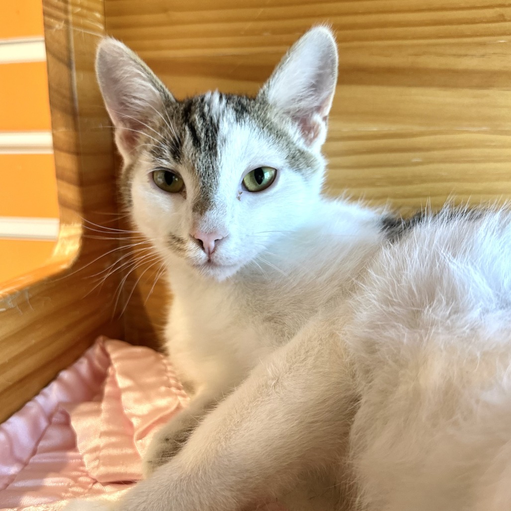 LAMP - Domestic Shorthair available for adoption