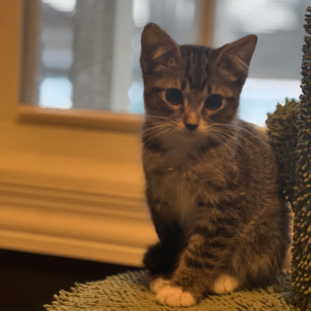 Bender — thumbnail 4