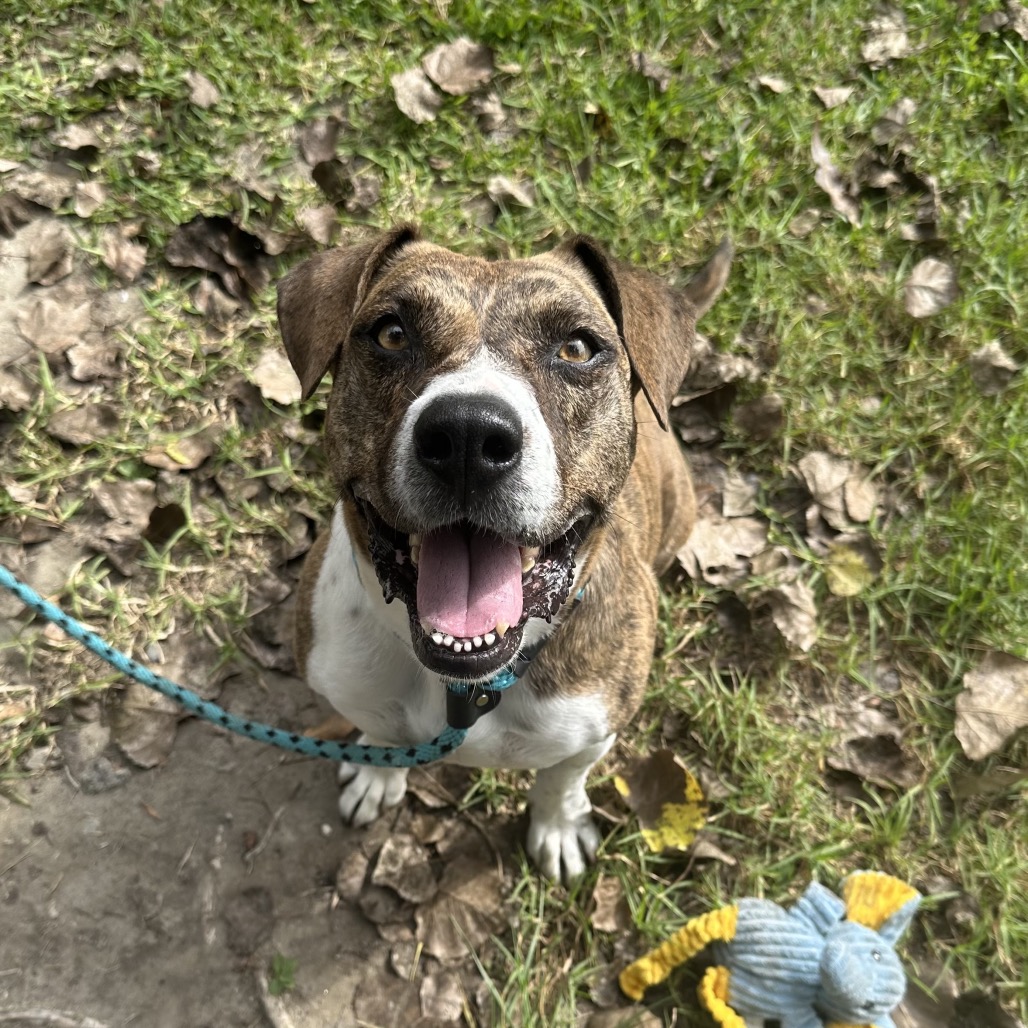 Cali the Dog