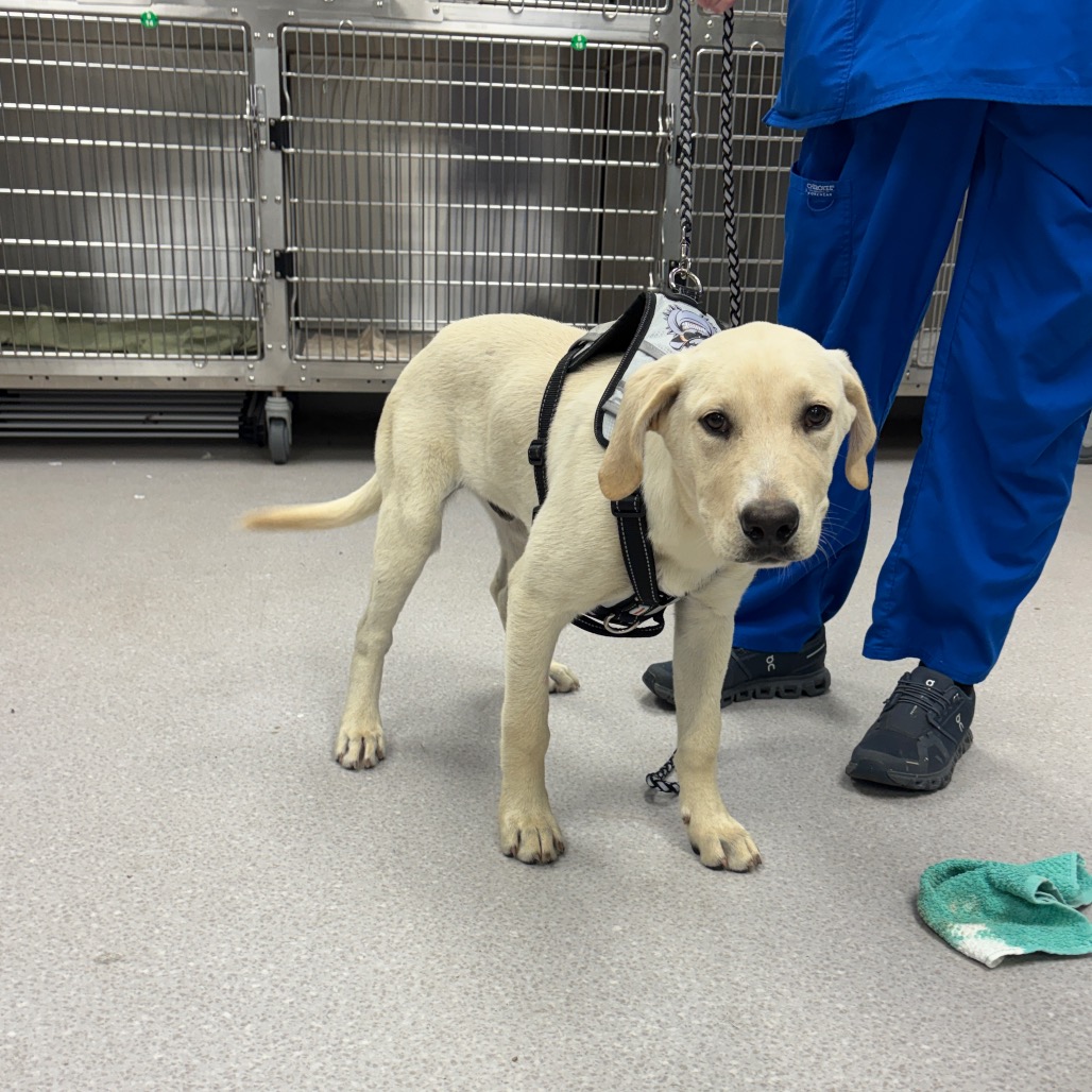 RICKY - Retriever, Labrador / Mix available for adoption