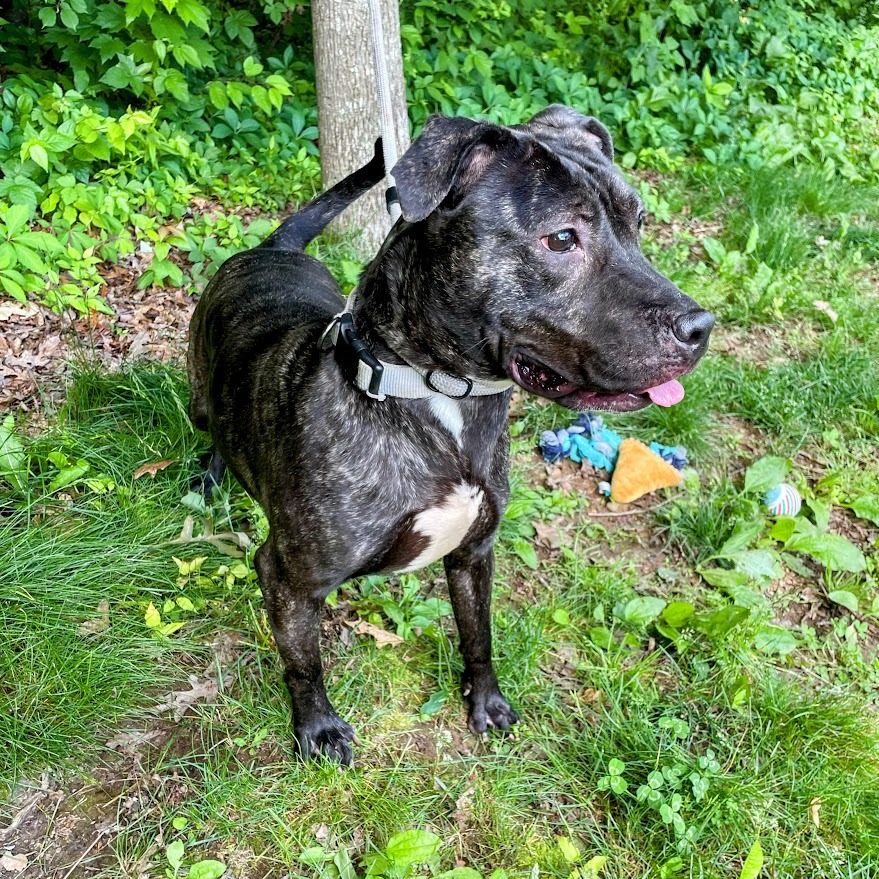 Artemis — thumbnail 4