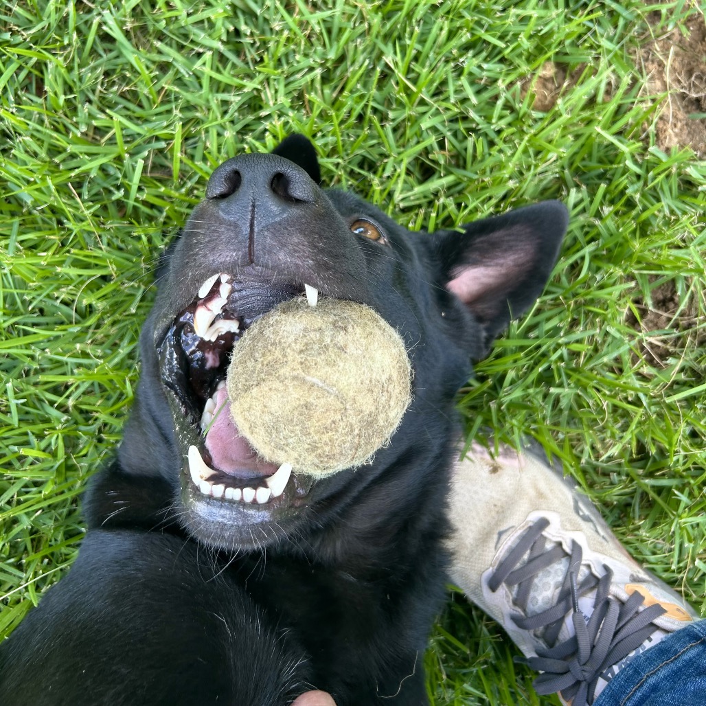 Jet, photo 8