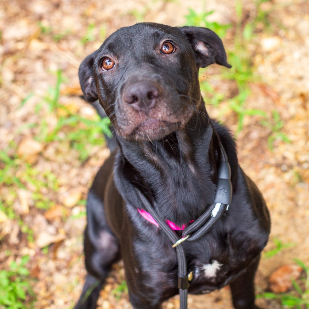 SILO - Retriever, Labrador / Mix available for adoption