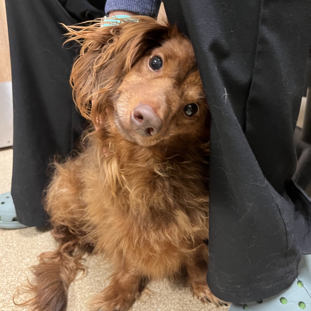 Dachshund
