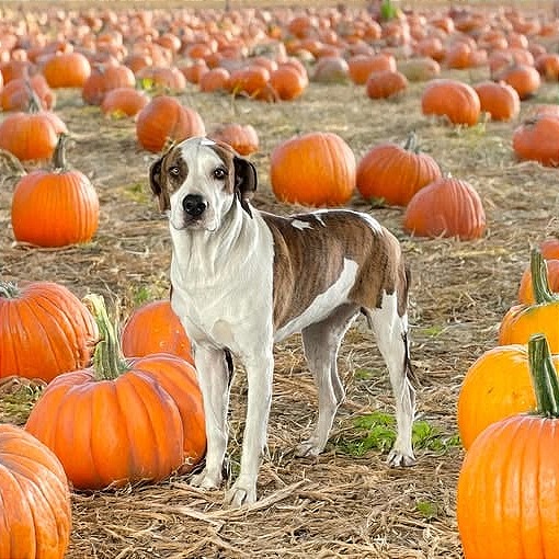 Photo of Sweetie